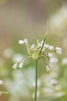 Allium convallaroides, May.