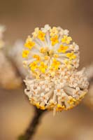 Edgeworthia chrysantha, March.