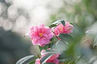 Camellia maud messel -  x williamsii x reticulata, March.