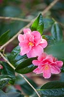Camellia maud messel - x williamsii x reticulata, March.