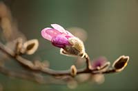Magnolia x loebneri leonard messel, March.