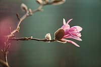 Magnolia x loebneri leonard messel, March.