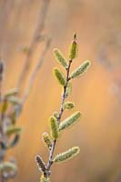Catkins of Salix irrorata, March.