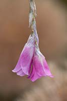 Dierama pulcherrimum 'Slieve Donard Hybrids' - Angel's fishing rod, July