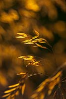 Stipa gigantea - Golden oats, September.