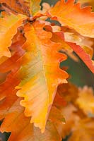 Quercus dentata 'Carl ferris miller' - Oak leaves, November.