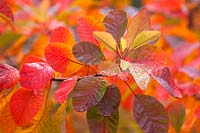 Autumnal leaves of Cotinus 'Grace', RHS Wisley, Surrey