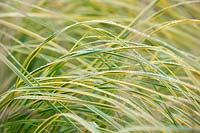 Cortaderia selloana - Pampas grass