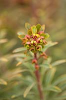Euphorbia x martinii 'Ascot Rainbow'