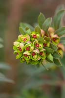 Flowers of Euphorbia x Martinii