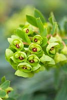 Euphorbia despina