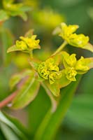 Flowers of Euphorbia oblongata
