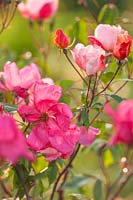 Rosa x odorata 'Mutabilis' AGM - RHS Wisley, Surrey