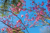 Magnolia 'Peter Dummer' in March