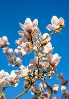 Magnolia 'Milky Way' in March