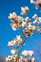 Magnolia 'Milky Way' in March
