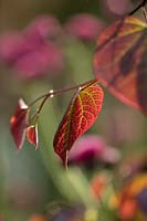  Cercis Canadensis 'Ruby falls' 