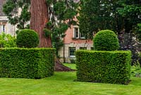 Giant Redwood 'Sequoiadendron giganteum' with clipped yew hedging in lawn with Sambucus 'Nigra' on right.