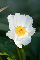 White Peony - Paeonia 'White Wings' with yellow centre