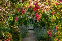 Gravel path with arch, Nepeta 'Six Hills Giant', Rosa 'Princess Louise' and Rosa 'Dorothy Perkins'