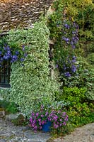 Summerhouse with Euonymus 'Silver Queen', Clematis 'Wisley', container of petunias in walled garden