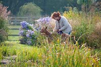 Sarah Murch designer in her garden with goats and Aster 'Little Carlow' and Cyperus longus