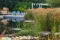 Water garden - Natural swimming pond - View across pond to decking and chairs with pergola. Cyperus longus - Sedge