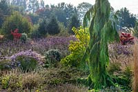 Mixed border with Cupressus nootkatensis 'Pendula' with autumn highlights from Cercis 'Forest Pansy' and drift of Verbena bonariensis