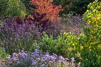Mixed border with Verbena bonariensis, Euonymus 'Red Cascade', Cercis canadensis 'Forest Pansy'