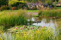'Natural' swimming pool with waterlilies and marginal plants in countryside garden
