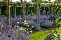 Rose garden beds edged with Nepeta faassenii - catmint
