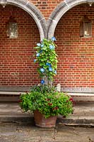 Terracotta container with obelisk supporting Ipomoea 'Heavenly Blue' - morning glory an annual climber underplanted with bedding plants such as red petunias
Container on terrace by brick summerhouse with lanterns
