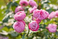 Rosa 'Reine Victoria' - 'Old Rose'