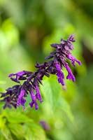 Salvia 'Black Knight' - sage, closeup of flowers and bracts

