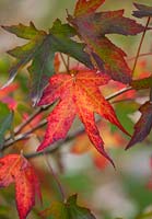 Liquidambar styraciflua 'Stella' closeup of leaves showing Autumn colour