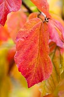 Parrotia persica - Persian ironwood tree closeup of autumn foliage