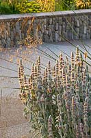 Limestone wall with border of Stachys byzantina 'Silver Carpet' and Stipa gigantea