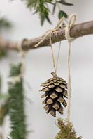 Fir cone hanging from branch