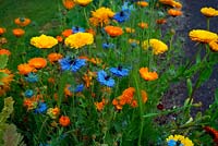 Nigella damascena - Love in a mist with Calendula - Marigolds - complementary colours
