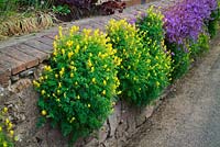 Corydalis lutea with Campanula poscharskyana growing out of a stone wall