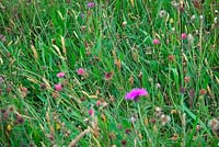 Wildflower meadow harvested for seed - early July on Goren Farm, Stockland, east Devon