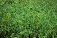 Pisium sativum vining peas field crop