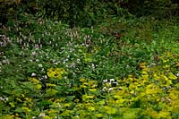 Plants suitable for ground cover in shade - Smyrnium perfoliatum - Persicaria bistorta and Lunaria rediviva