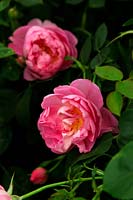 Rosa 'Royal Jubilee' new Alba hybrid  introduced 2012 by David Austin Roses RHS Chelsea Flower Show 2012