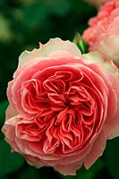 Chelsea Flower Show 2012 David Austin Roses new rose. Rosa 'Boscobel' - English Leander Rose Hybrid