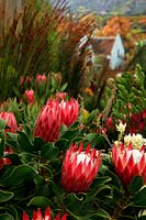 Kirstenbosch National Botanical Garden, South Africa - Display at RHS Chelsea Flower Show 2012