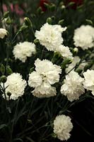 Dianthus 'Memories' new for 2012 from Whetman Pinks - RHS Chelsea Flower Show 2012