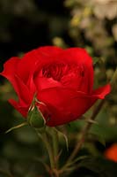 Rosa 'Red Letter Day' Modern Classic Rose from Peter Beales introduced 2012 RHS Chelsea Flower Show