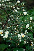 Rosa spinosissima 'Dunwich Rose'