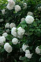 Viburnum opulus 'Roseum' AGM syn. 'Sterile' - Guelder Rose or Snowball Tree